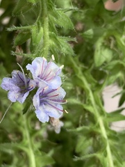Angiospermae