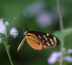 Mechanitis polymnia lycidice