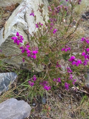 Erica cinerea