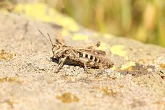 Omocestus haemorrhoidalis
