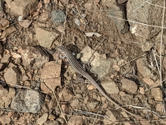 Aspidoscelis exsanguis