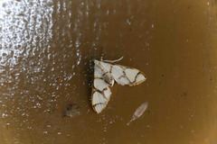 Cirrhochrista bracteolalis