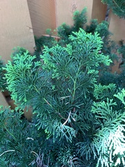 Chamaecyparis obtusa