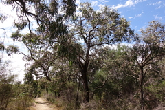 Eucalyptus cephalocarpa