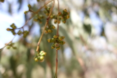 Eucalyptus cephalocarpa
