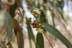 Eucalyptus cephalocarpa