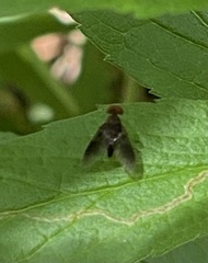 Chrysopilus quadratus