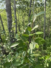 Cotoneaster melanocarpus