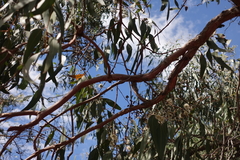 Eucalyptus cephalocarpa