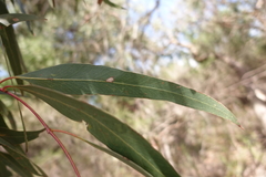 Eucalyptus cephalocarpa