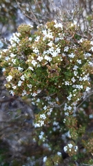 Thymus carnosus