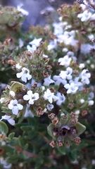 Thymus carnosus