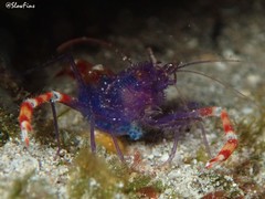 Stenopus tenuirostris