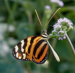 Melinaea lilis imitata