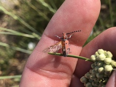Tetraopes annulatus