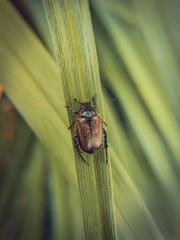 Strigoderma arbicola