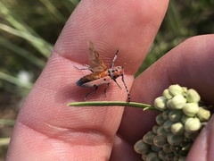 Tetraopes annulatus