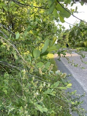 Salix kochiana