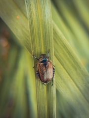 Strigoderma arbicola