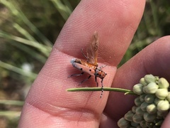 Tetraopes annulatus