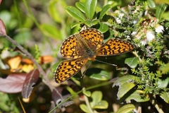 Boloria euphrosyne