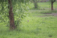 Sturnella magna auropectoralis