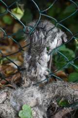 Rattus norvegicus
