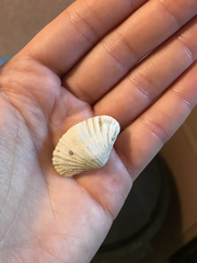 Brachiopoda