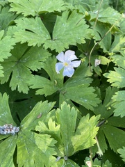 Anemonastrum baicalense