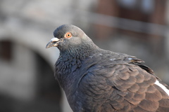 Columba livia domestica