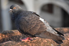 Columba livia domestica