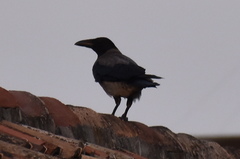 Corvus cornix