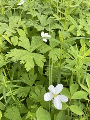 Anemonastrum baicalense