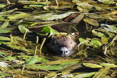 Myocastor coypus
