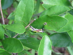 Dendrotettix quercus