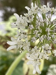 Heracleum mantegazzianum