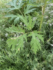 Heracleum mantegazzianum