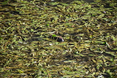 Myocastor coypus