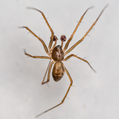 Household Fine Sheetweaver