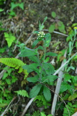 Eschenbachia japonica