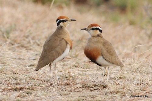 Temminck's Courser