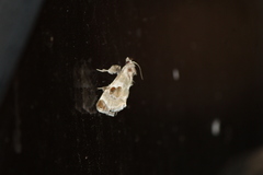 Cromarcha stroudagnesia