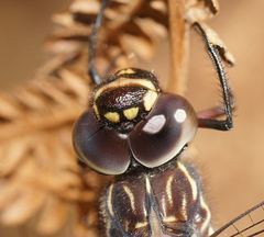 Austroaeschna multipunctata