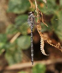 Austroaeschna multipunctata