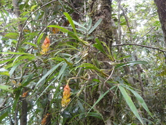 Bulbophyllum turkii image