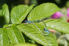 Coenagrion pulchellum