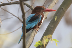 Halcyon smyrnensis
