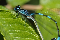 Coenagrion pulchellum