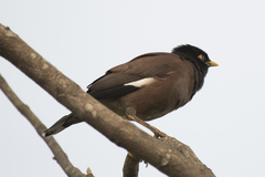 Acridotheres tristis