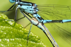 Coenagrion pulchellum